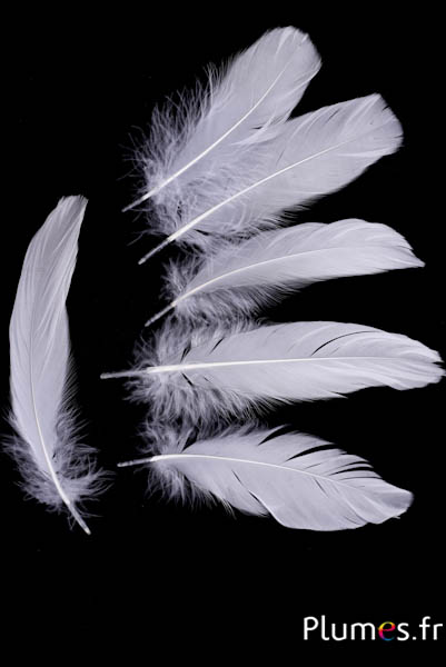 Oie - 11-15 cm - gris